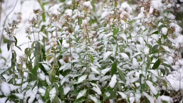 Folhas verdes cobertas de neve — Vídeo de Stock