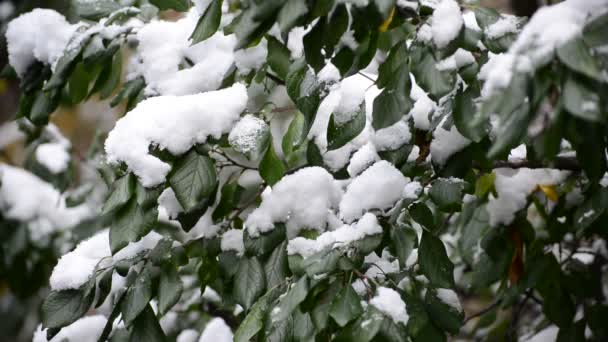 Зеленые листья покрыты снегом — стоковое видео