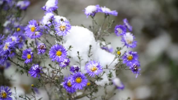 Chrysanthemenblüten und gelbes Blatt unter dem ersten Schnee — Stockvideo