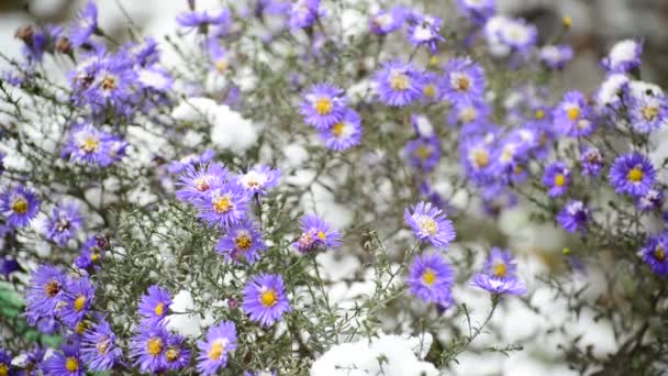 Flowers of chrysanthemum and yellow leaf under first snow — Stock Video