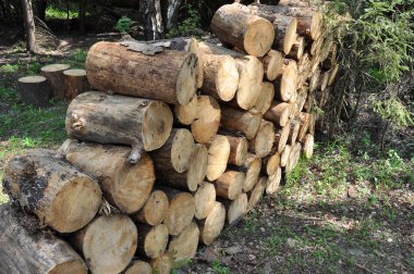 Günlükleri önce kışın yakacak odun yığını