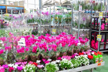 çiçekler içinde Obi mağaza, Moskova Russia.y.