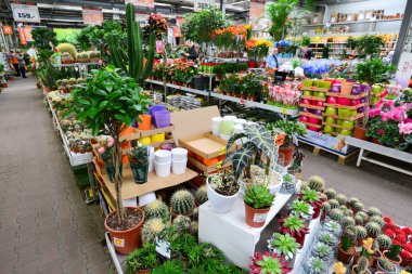 çiçekler içinde Obi mağaza, Moskova Russia.y.