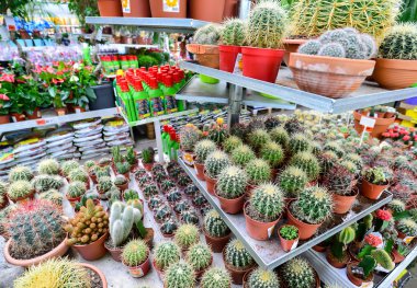 çiçekler içinde Obi mağaza, Moskova Russia.y.