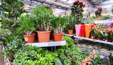 çiçekler içinde Obi mağaza, Moskova Russia.y.