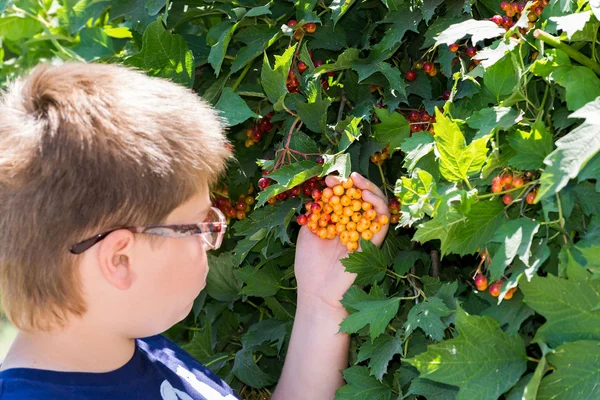 Мальчик в очках рассматривает ягоды вибурнума — стоковое фото