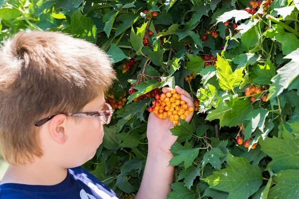 Niño con gafas considerando bayas viburnum — Foto de Stock