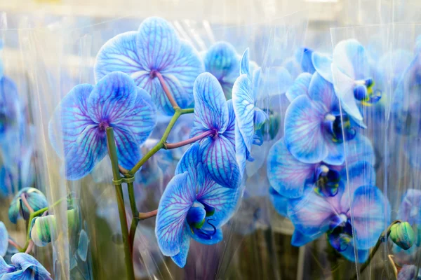 Blaue Orchidee in Großaufnahme im Geschäft — Stockfoto