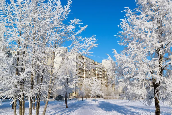 Besneeuwde bomen in de stad van Moskou, Rusland — Stockfoto