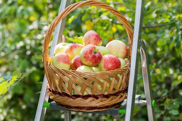 Apples in  basket — Stock Photo, Image