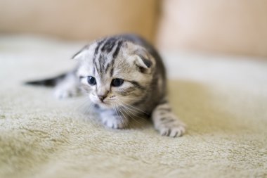 Gri kedi doğurmak kanepede oturan İskoç Fold