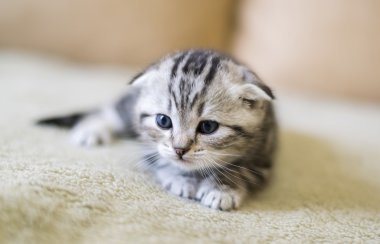Gri kedi doğurmak kanepede oturan İskoç Fold