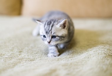 Gri kedi doğurmak İskoç kanepede