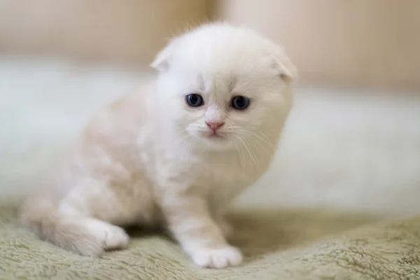 Bej kedi doğurmak kanepede oturan İskoç Fold — Stok fotoğraf