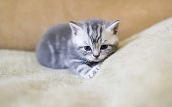 El gatito gris de la raza escocés miente en el sofá — Foto de Stock