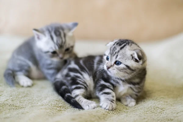 Zwei schottische Kätzchen auf dem Bett liegend — Stockfoto