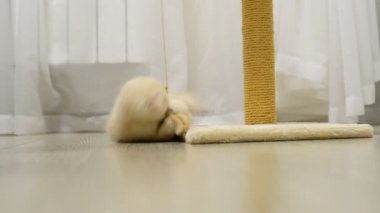 Bir oyuncakla oynamak ve sonrası tırmalamak bej yavru kedi