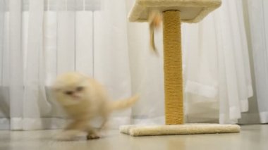 Bir oyuncakla oynamak ve sonrası tırmalamak bej yavru kedi