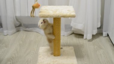 Bir oyuncakla oynamak ve sonrası tırmalamak bej yavru kedi