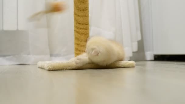 Béžové kotě hraje s hračkou a poškrábání post — Stock video