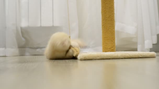 Gatinho bege brincando com um brinquedo e arranhando post — Vídeo de Stock