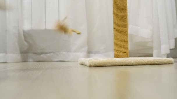 Beige kitten spelen met speelgoed en scratching post — Stockvideo