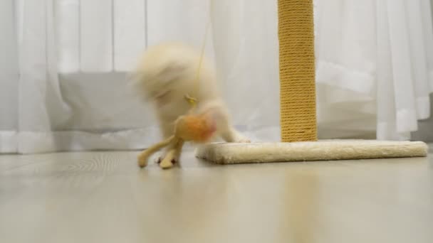 Beige kitten spelen met speelgoed en scratching post — Stockvideo