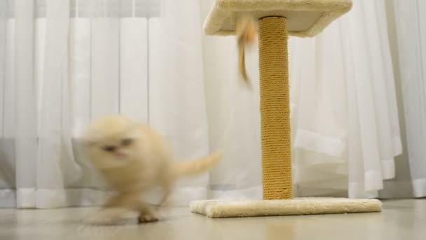 Gatinho bege brincando com um brinquedo e arranhando post — Vídeo de Stock