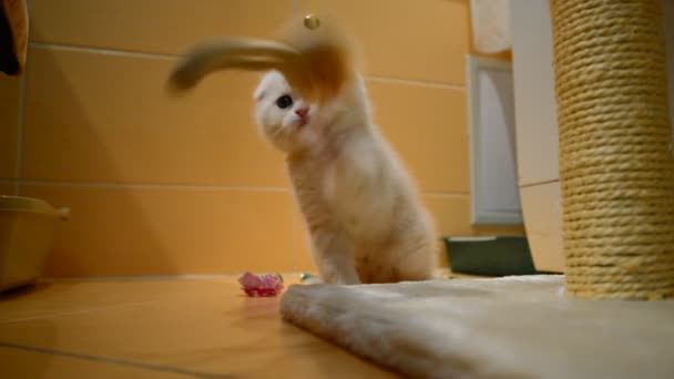 Бежевый котенок играет с игрушкой и царапает столб — стоковое видео