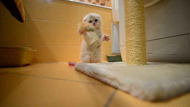 Chaton beige jouant avec un jouet et un poteau à gratter — Video