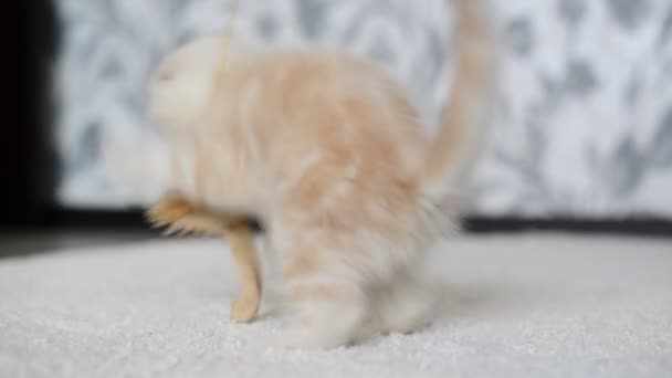 Бежевый котёнок играет с игрушкой — стоковое видео