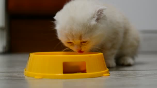 Бежевый котёнок ест пищу из миски — стоковое видео