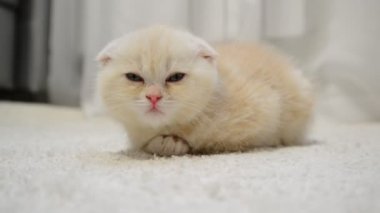 Zencefil yavru kedi uyku halı üzerinde