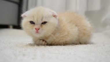 Zencefil yavru kedi uyku halı üzerinde