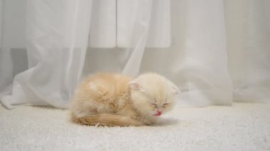 Zencefil yavru kedi uyku halı üzerinde