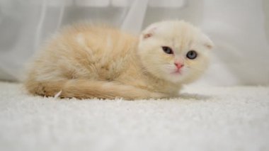 Zencefil yavru kedi uyku halı üzerinde