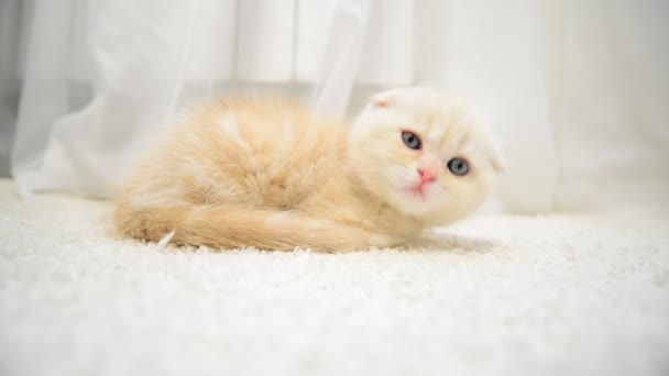 Ginger gatito adormecimiento en la alfombra — Vídeo de stock