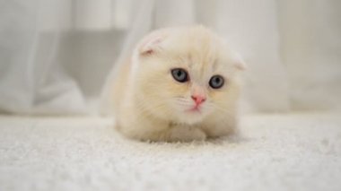 komik kedi yavrusu halı odasında yatarken başını sallar