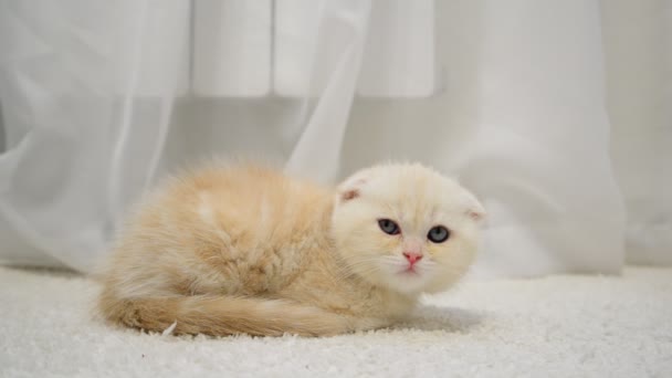 Ginger gatito adormecimiento en la alfombra — Vídeo de stock