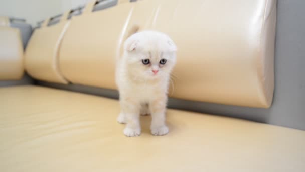 Gatito beige jugando en el sofá en la habitación — Vídeos de Stock