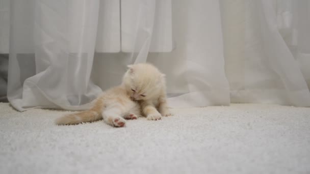 Gatinho com uma pulga coça sentado em um tapete no quarto — Vídeo de Stock