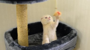 Bir oyuncakla oynamak ve sonrası tırmalamak bej yavru kedi