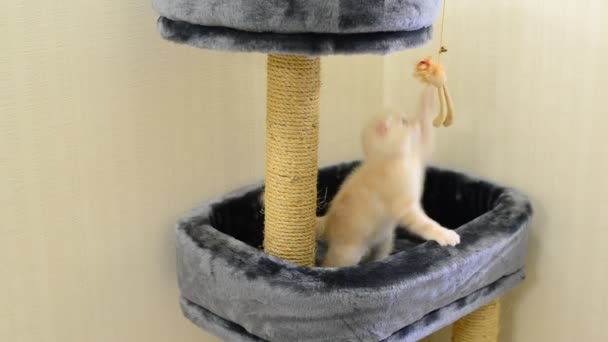 Gatito beige jugando con un juguete y un poste de rascado — Vídeo de stock