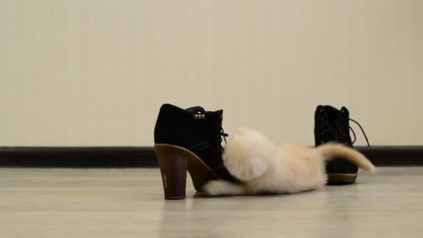 Beige kitten spelen met schoen — Stockvideo