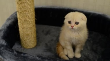 Mesajını tırmalamak etrafında oturan bej yavru kedi