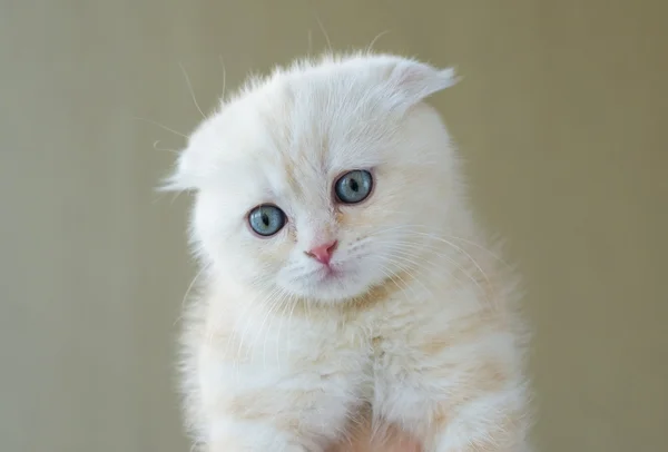 Primer plano retrato de escocés pliegue gatito — Foto de Stock