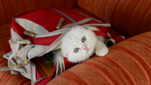 Gatito travieso jugando con la mochila — Vídeo de stock