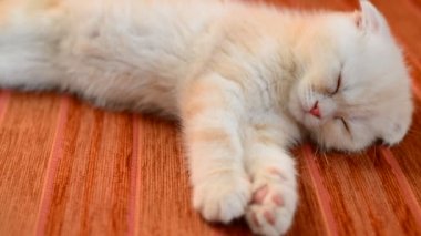 Kanepeye snoozing zencefil yavru kedi