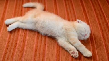 Kanepeye snoozing zencefil yavru kedi