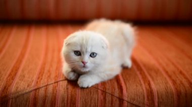 İskoç Fold yavru kedi kırmızı kanepede yatıyor